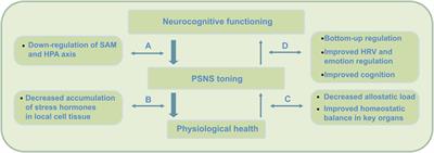 PE augmented mindfulness: A neurocognitive framework for research and future healthcare